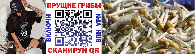 Галлюциногенные грибы Cubensis  Купить где  Козьмодемьянск 